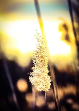 Grass plume at dusk