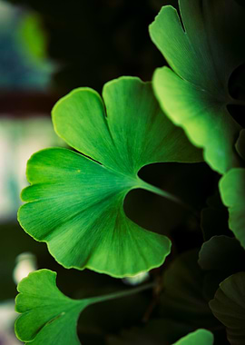 Ginkgo Biloba