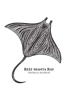 Manta Ray with Latin Name