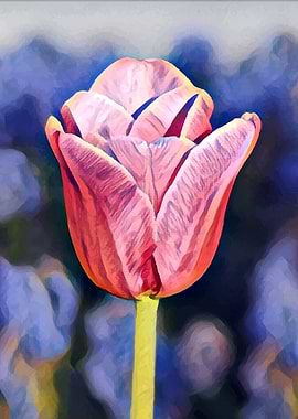 Painted pink tulip