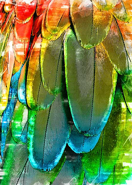 Chromatic Feather Abstract