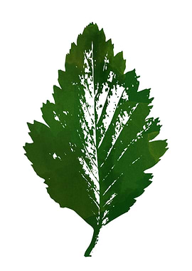 Botanic Plants Tropical