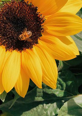Sunflower with Bee plants