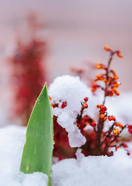 Botany of Switzerland