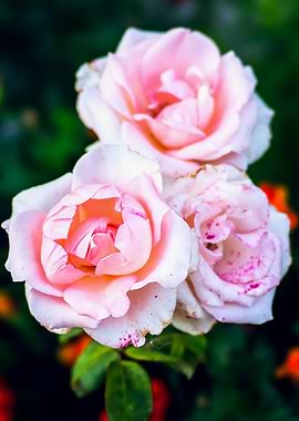 Pink Freckled Rose Flowers