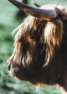 Highland Cattle