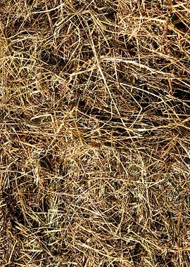 Dry Grass Hay Texture