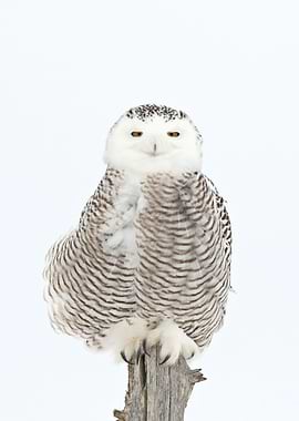 Sweet Snowy Owl