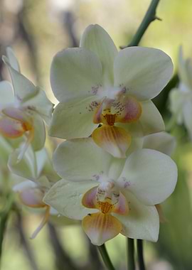 Orchids