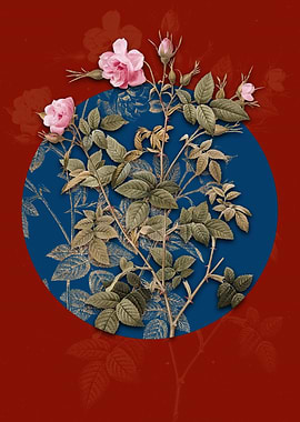 Pink Flowering Rosebush