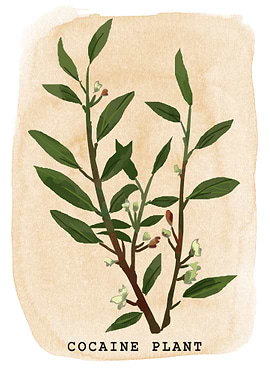 Cocaine Plant