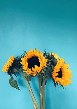 Sunflowers in skyblue