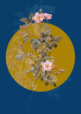 Vintage Pink Pompon Rose