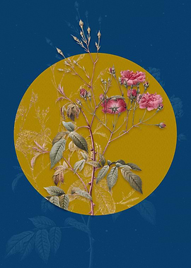 Blue Pink Noisette Roses