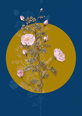 Pink Scotch Briar Rose