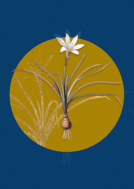 Vintage Rain Lily Flower