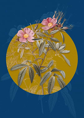 Vintage Pink Swamp Roses