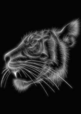 Tiger Black White