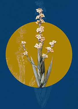 Pale Yellow Eyed Grass