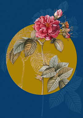 Blue Pink Francfort Rose