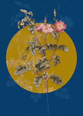 Prickly Sweetbriar Rose