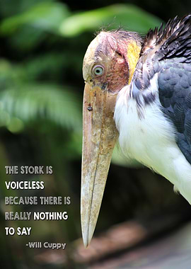 Stork