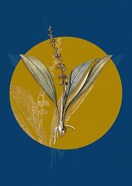 Vintage Peliosanthes Teta