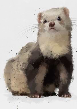 Martes foina Mustelidae