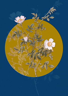 Pink Hedge Rose in Bloom