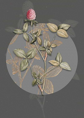 Blooming Pink Clover