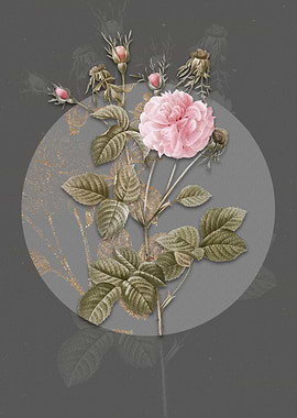 Blooming Pink Agatha Rose