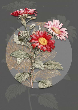 Blooming Red Aster Flowers