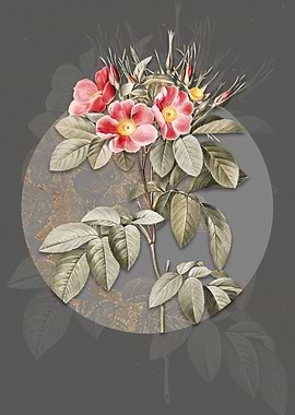 Blooming Pasture Rose