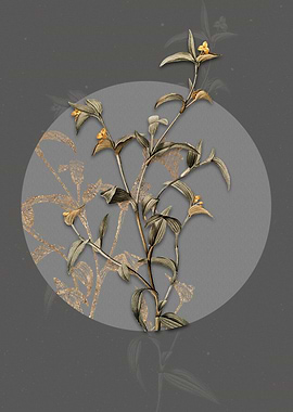 Vintage Commelina Africana