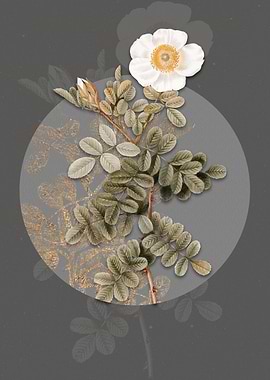 Blooming Macartney Rose