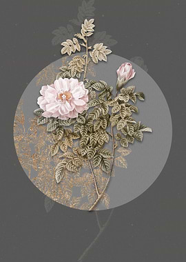 Blooming Ventenats Rose