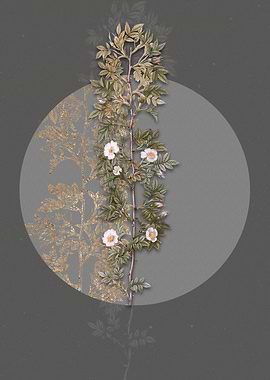 Blooming Cuspidate Rose