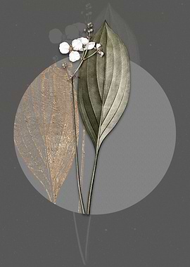 Bulltongue Arrowhead