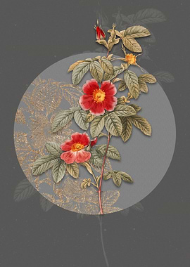 Blooming Single May Rose