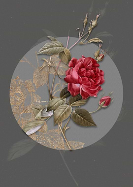 Blood Red Bengal Rose