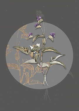 Vintage Blue Spiderwort