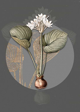 Vintage Cardwell Lily