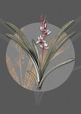 Vintage Boat Orchid Flower