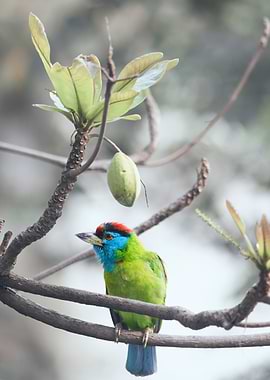 Blue Throated Barbet