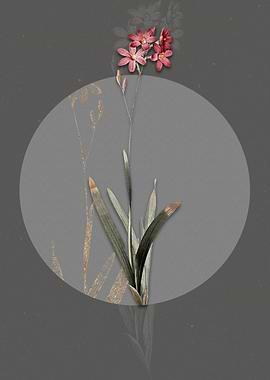 Vintage Corn Lily Flower