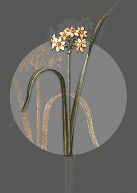 Cowslip Cupped Daffodil