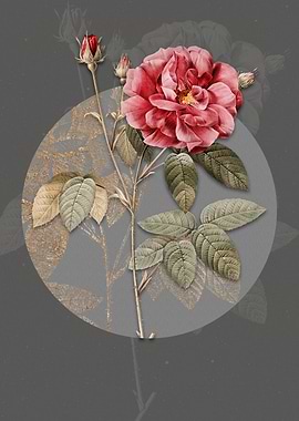 Blooming French Rose