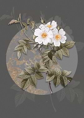 Blooming White Rosebush