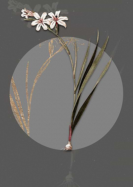 Vintage Gladiolus Flower