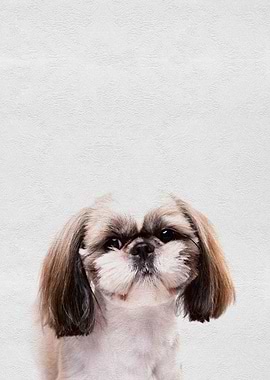 Cute Pet Puppy Dog Maltese